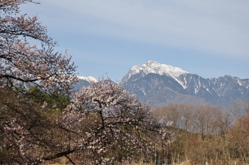 甲斐駒と桜.jpg