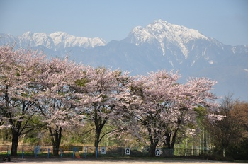 近くの小泉小学校の桜と甲斐駒.jpg