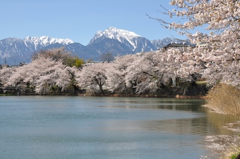 駒と池の桜.jpg